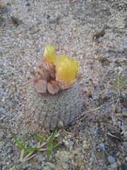 Parodia scopa