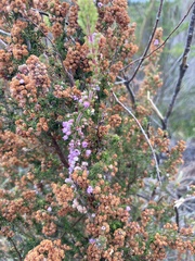 Erica mauritanica