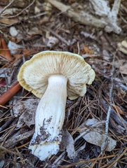 Tricholoma saponaceum