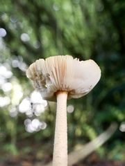 Amanita crocea