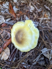 Tricholoma saponaceum