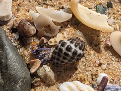 Tenguella marginalba