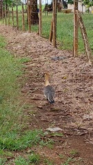 Theristicus caudatus caudatus