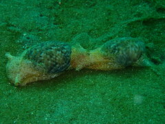 Bulla gouldiana
