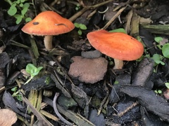 Leratiomyces