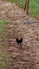 Theristicus caudatus caudatus