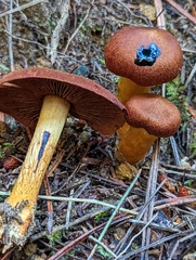 Cortinarius smithii