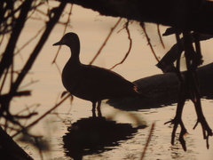 Callonetta leucophrys