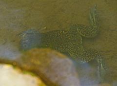 Xenopus laevis