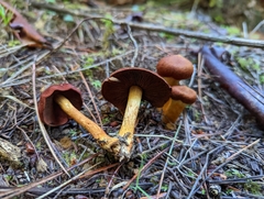 Cortinarius smithii