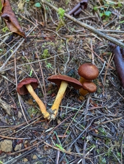 Cortinarius smithii