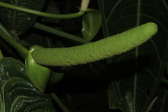 Anthurium veitchii
