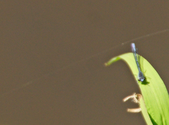 Pseudagrion draconis