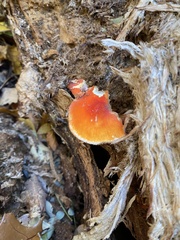Pluteus aurantiorugosus