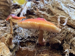 Pluteus aurantiorugosus
