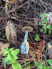 Amanita constricta