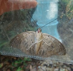 Archaeoprepona demophon