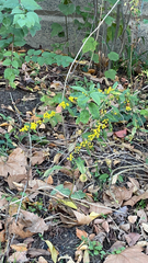 Solidago caesia