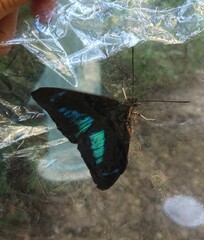 Archaeoprepona demophon