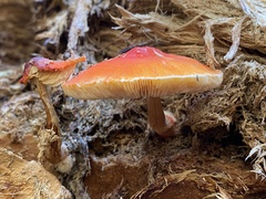 Pluteus aurantiorugosus