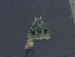 Lymantria nephrographa