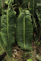 Anthurium veitchii