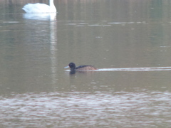 Heteronetta atricapilla