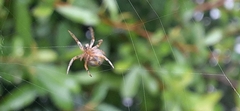 Araneus lathyrinus