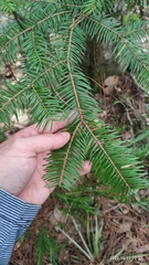 Abies guatemalensis