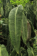 Anthurium veitchii