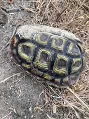 Homopus areolatus