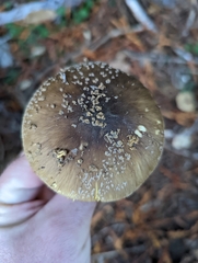 Amanita augusta