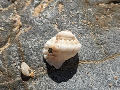 Turritriton labiosus