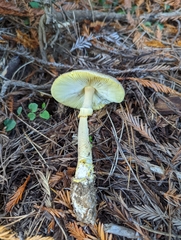 Amanita augusta