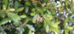 Araneus lathyrinus