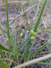 Cyperus echinatus