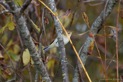 Phylloscopus trochilus