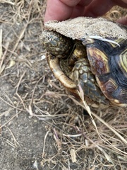 Homopus areolatus