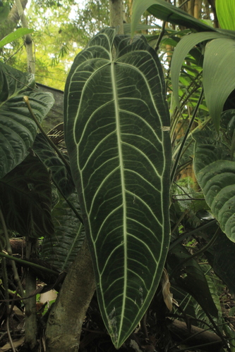 Foto de Planta-renda