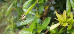 Araneus lathyrinus