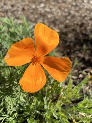 Eschscholzia