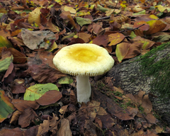 Russula aurea