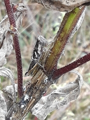 Paraidemona