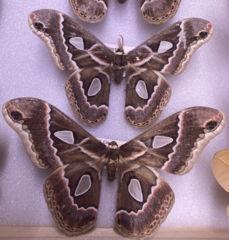 Rothschildia cinctus