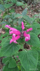 Salvia dorisiana