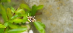 Araneus lathyrinus