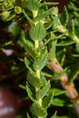 Agathosma tabularis