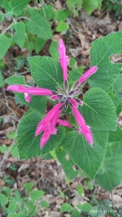 Salvia dorisiana