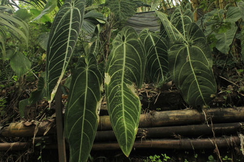 Foto de Planta-renda