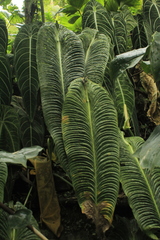 Anthurium veitchii